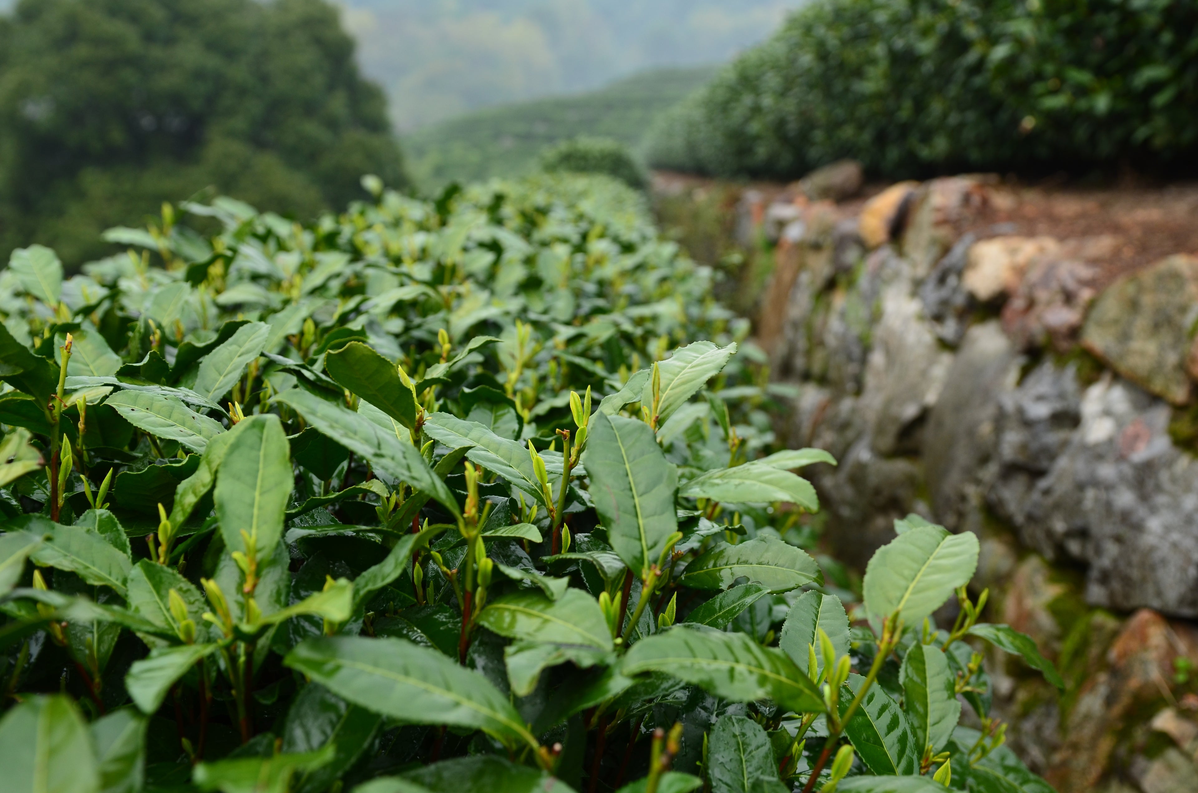 Tea plantation